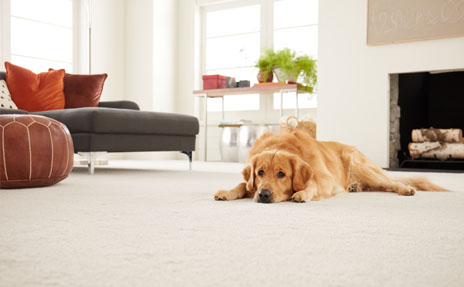 Golden Retriever laying on Beige Carpet in Living Room